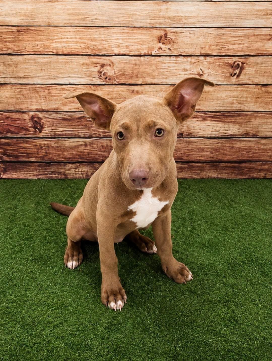 Ms.Marvel, Adopted, Puppy Female American Bulldog.