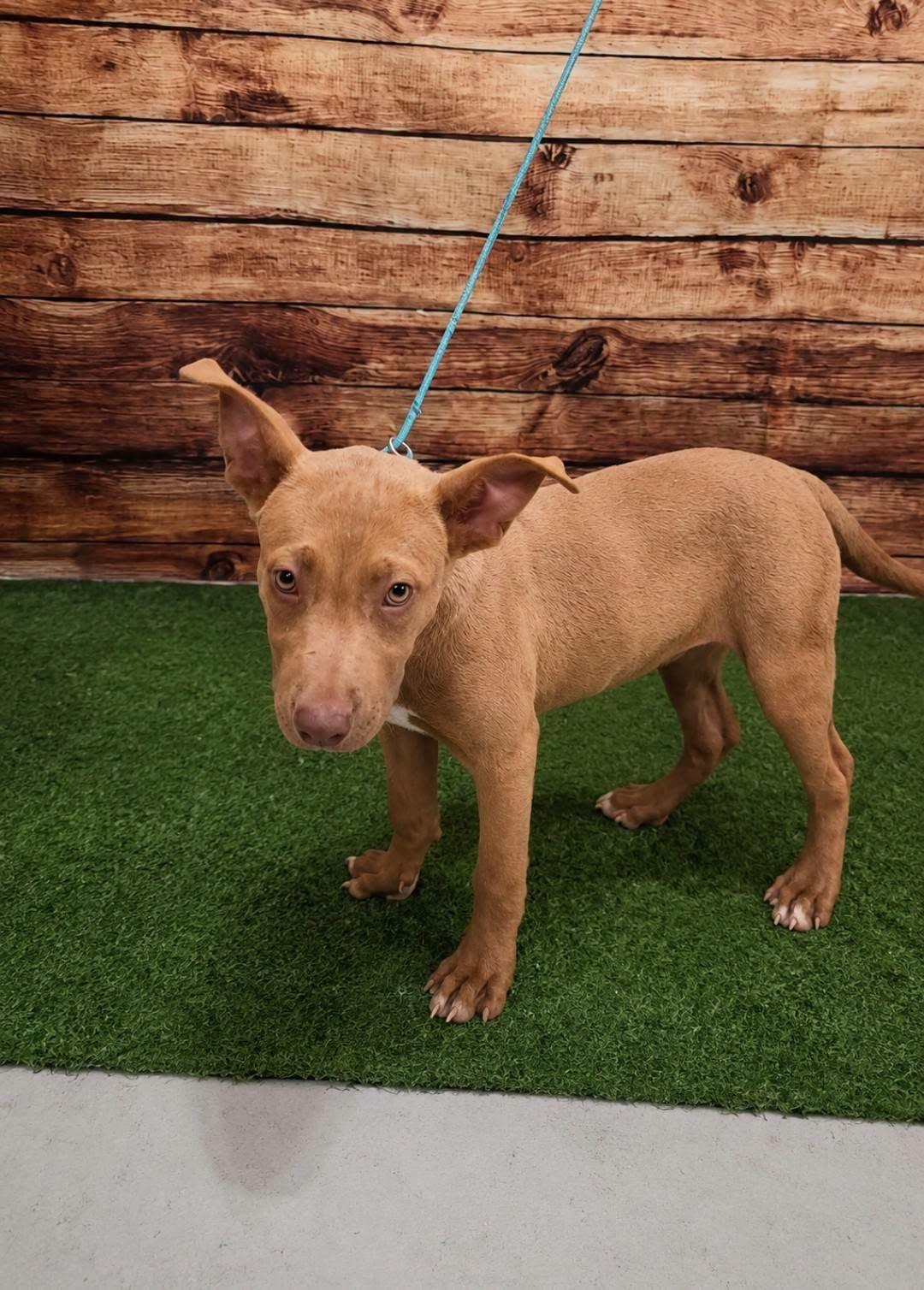 Enlarge Ms.Marvel, a Adopted mixed breed in Dunnville, ON image 3/3