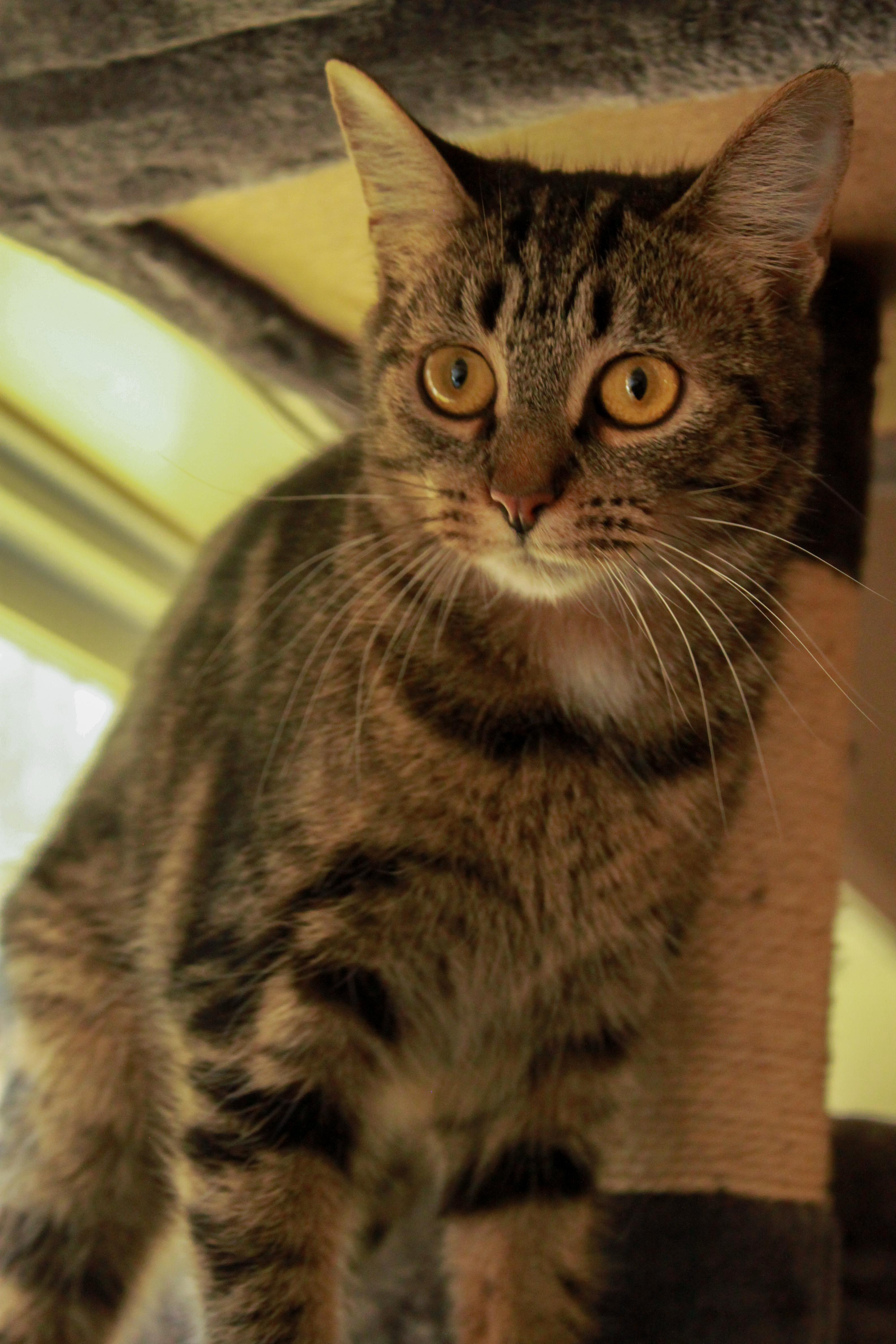 Enlarge Corvette, an adopted Domestic Short Hair in Ona, WV image 2/2