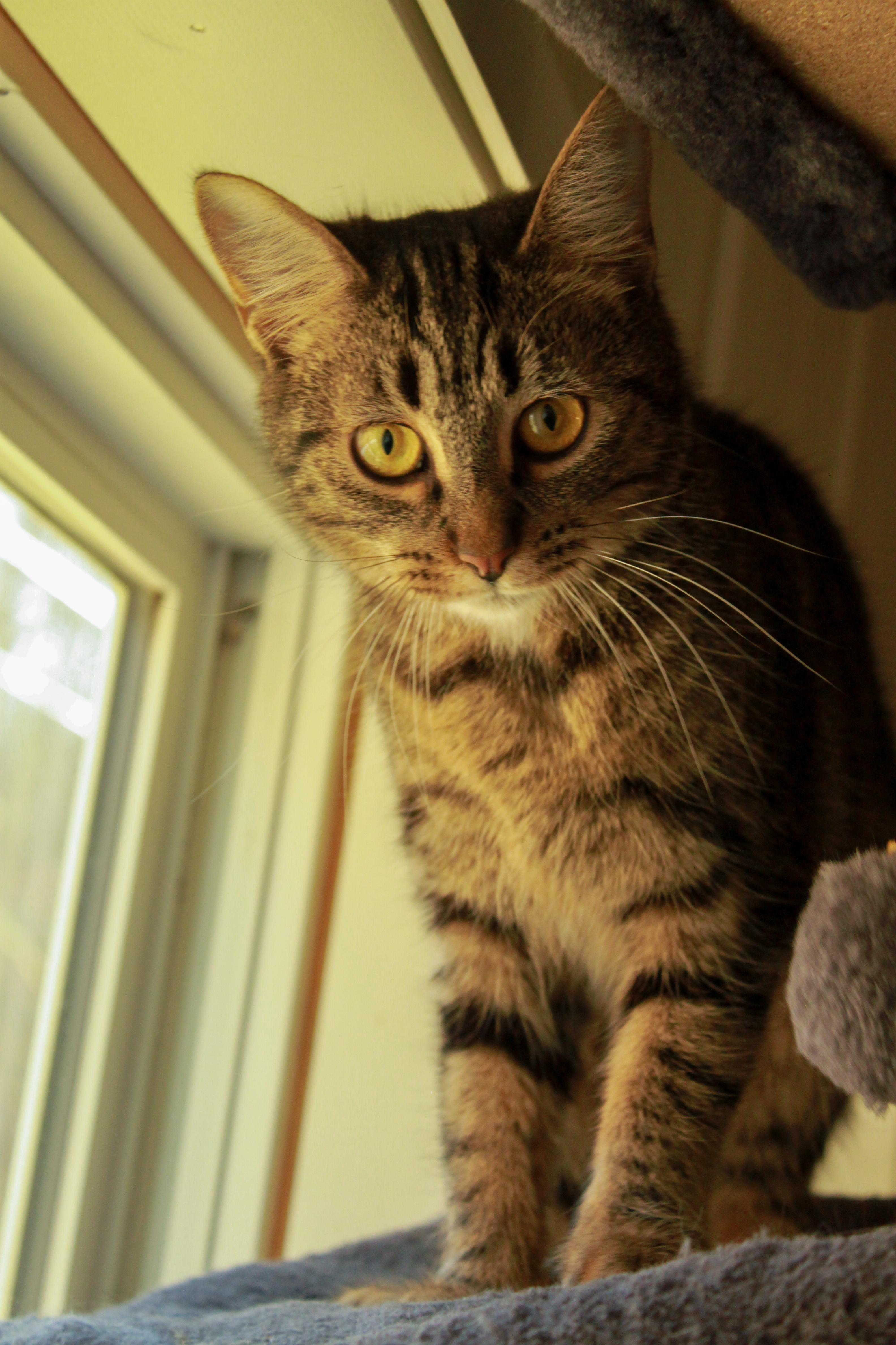 Enlarge Corvette, an adopted Domestic Short Hair in Ona, WV image 1/2