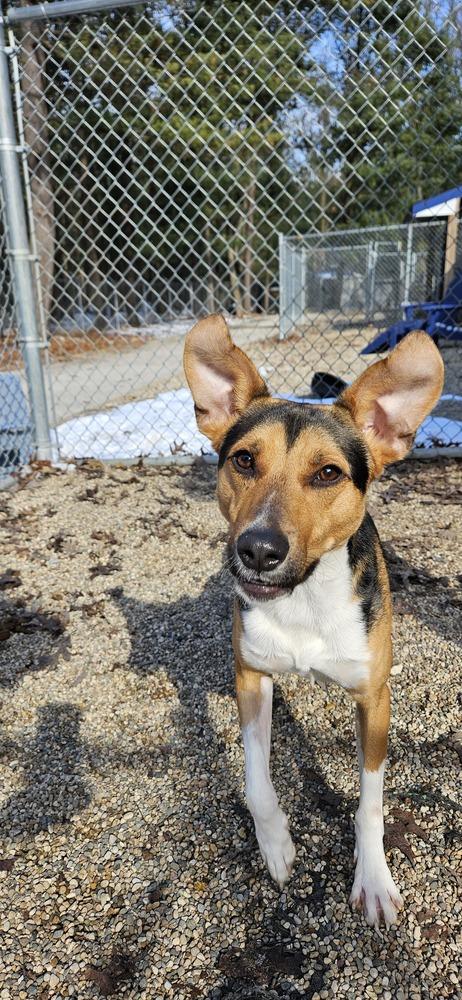 Ranger, Adoptable, Young Male Terrier & Shepherd.