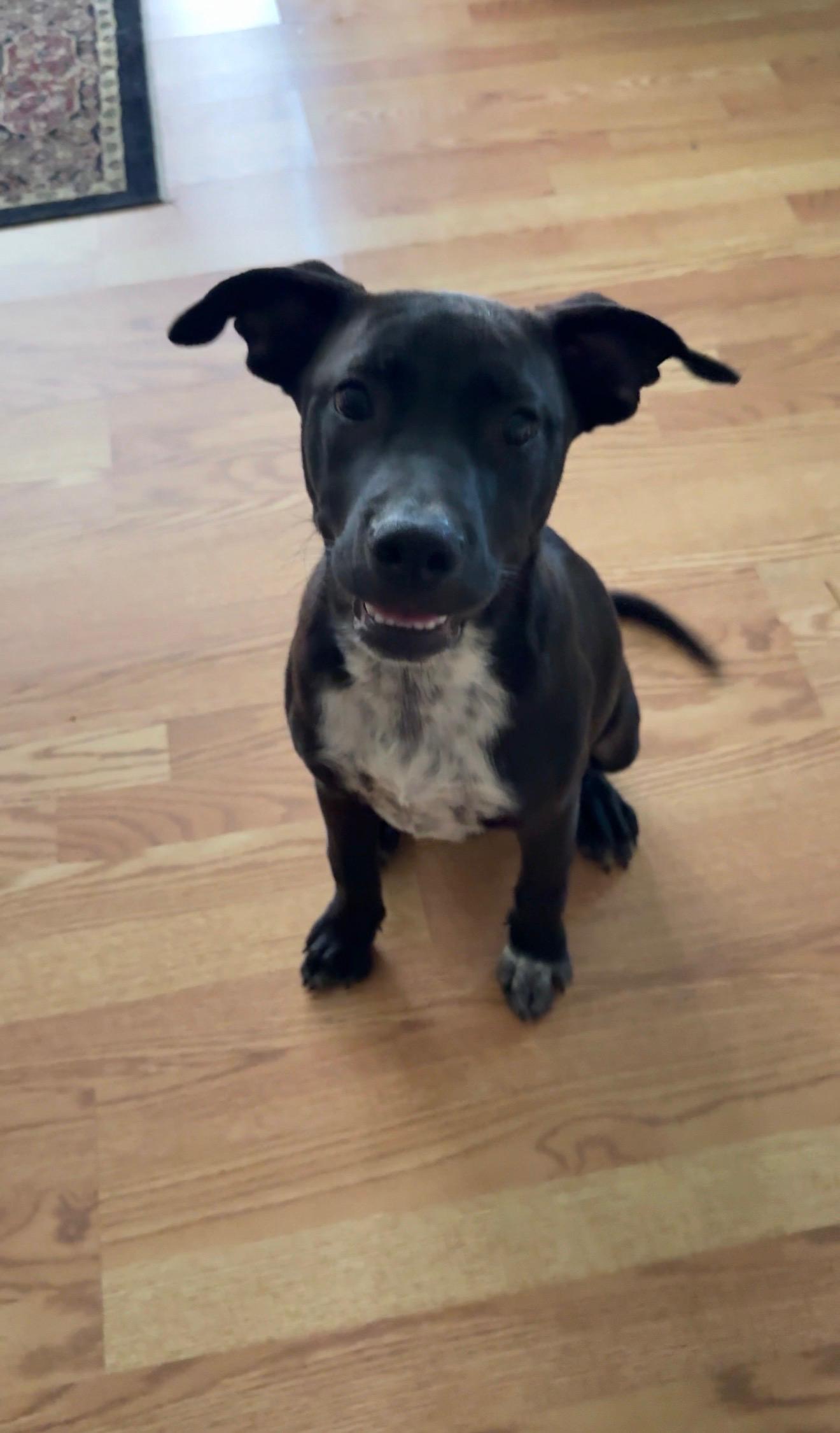 Bella, Adoptable, Puppy Female Black Labrador Retriever & Black Mouth Cur.