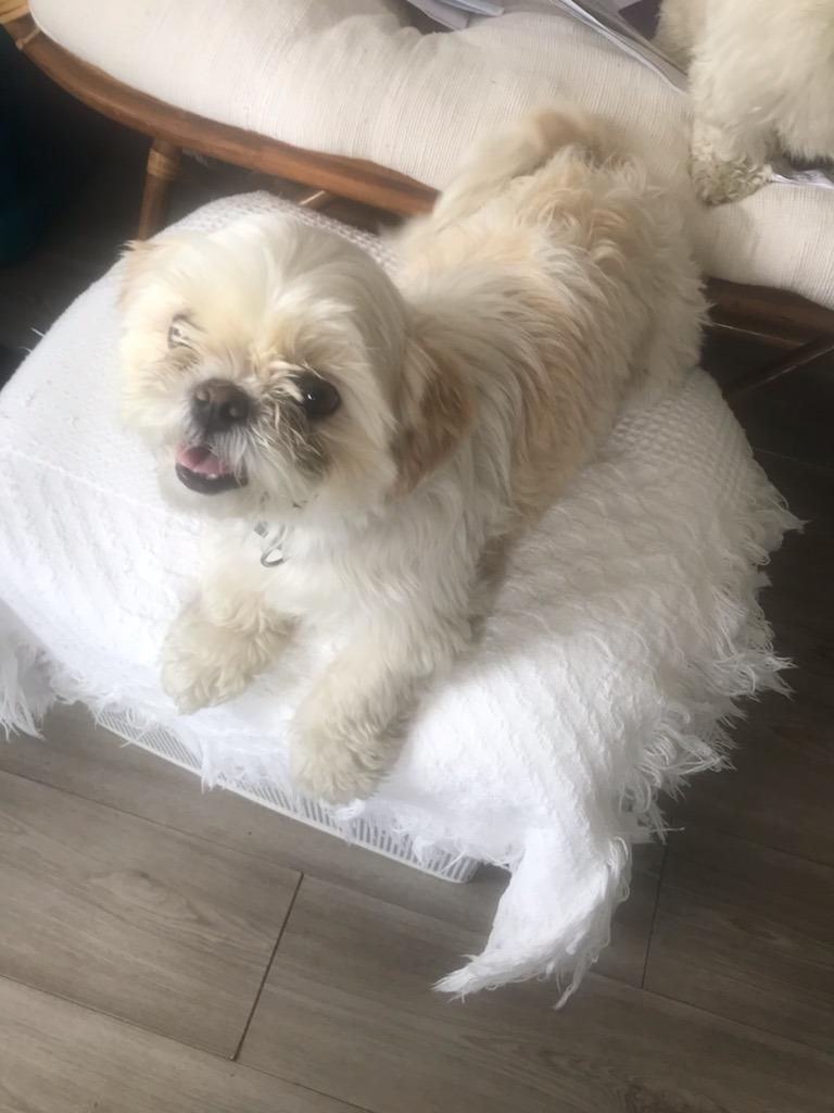 Enlarge Jecey bonded with Bruce, a Adoptable Shih Tzu in Tampa, FL image 2/2