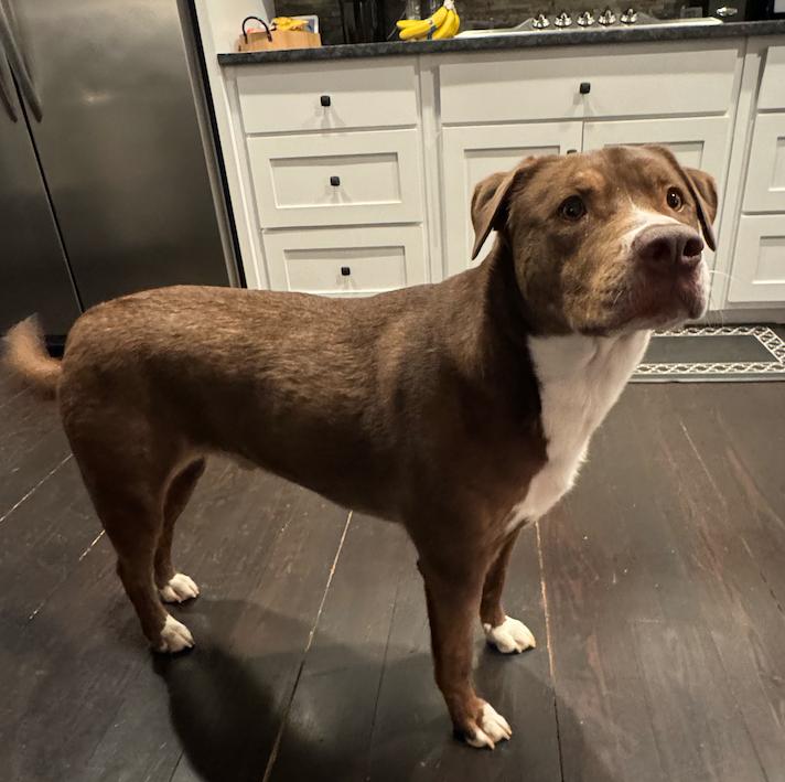 Mo, a Adoptable mixed breed in Decatur, GA image 2/3