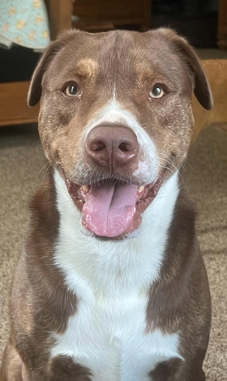 Mo, a Adoptable mixed breed in Decatur, GA image 3/3