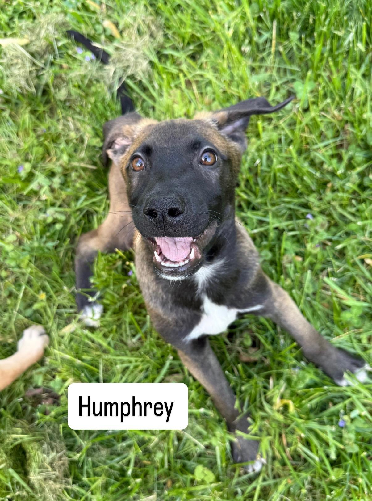 Humphrey , a ADOPTABLE mixed breed in Succasunna, NJ image 2/2