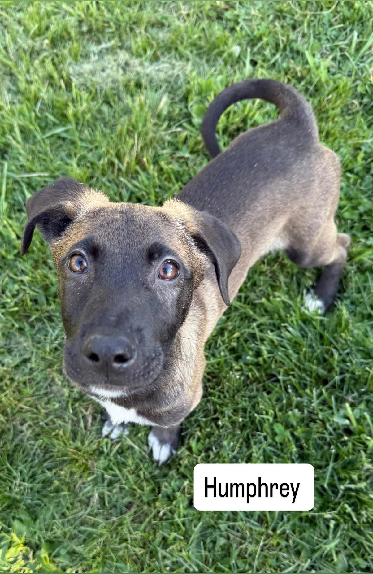 Humphrey , ADOPTABLE, Puppy Male Shepherd & Catahoula Leopard Dog.