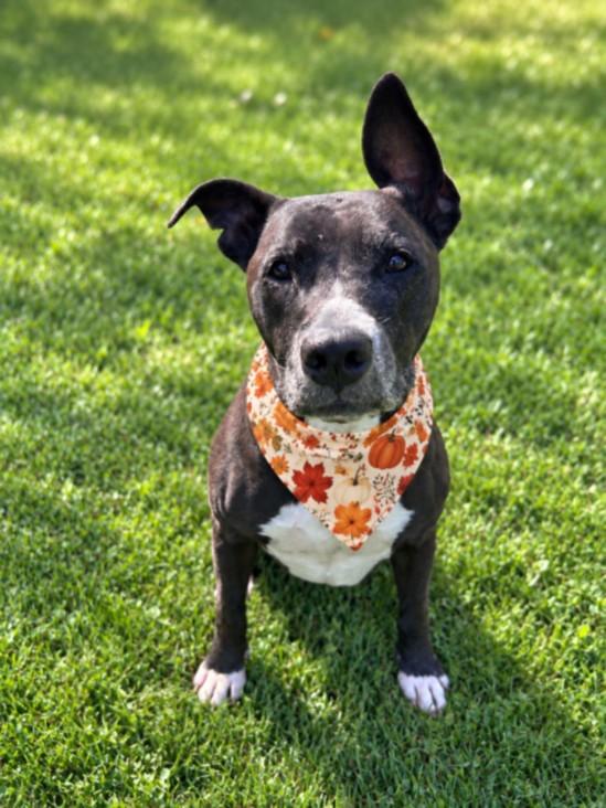 Enlarge NALA, a Adoptable Pit Bull Terrier in Clinton Township, MI image 1/1