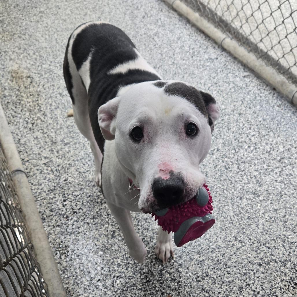 Tasha 26-037, Adoptable, Senior Female Pit Bull Terrier.