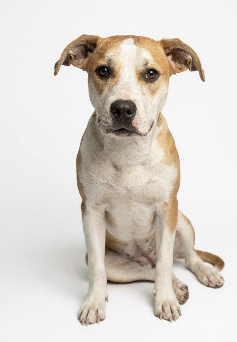 Enlarge Stormy, a ADOPTABLE Mixed Breed in Ossining, NY image 1/1