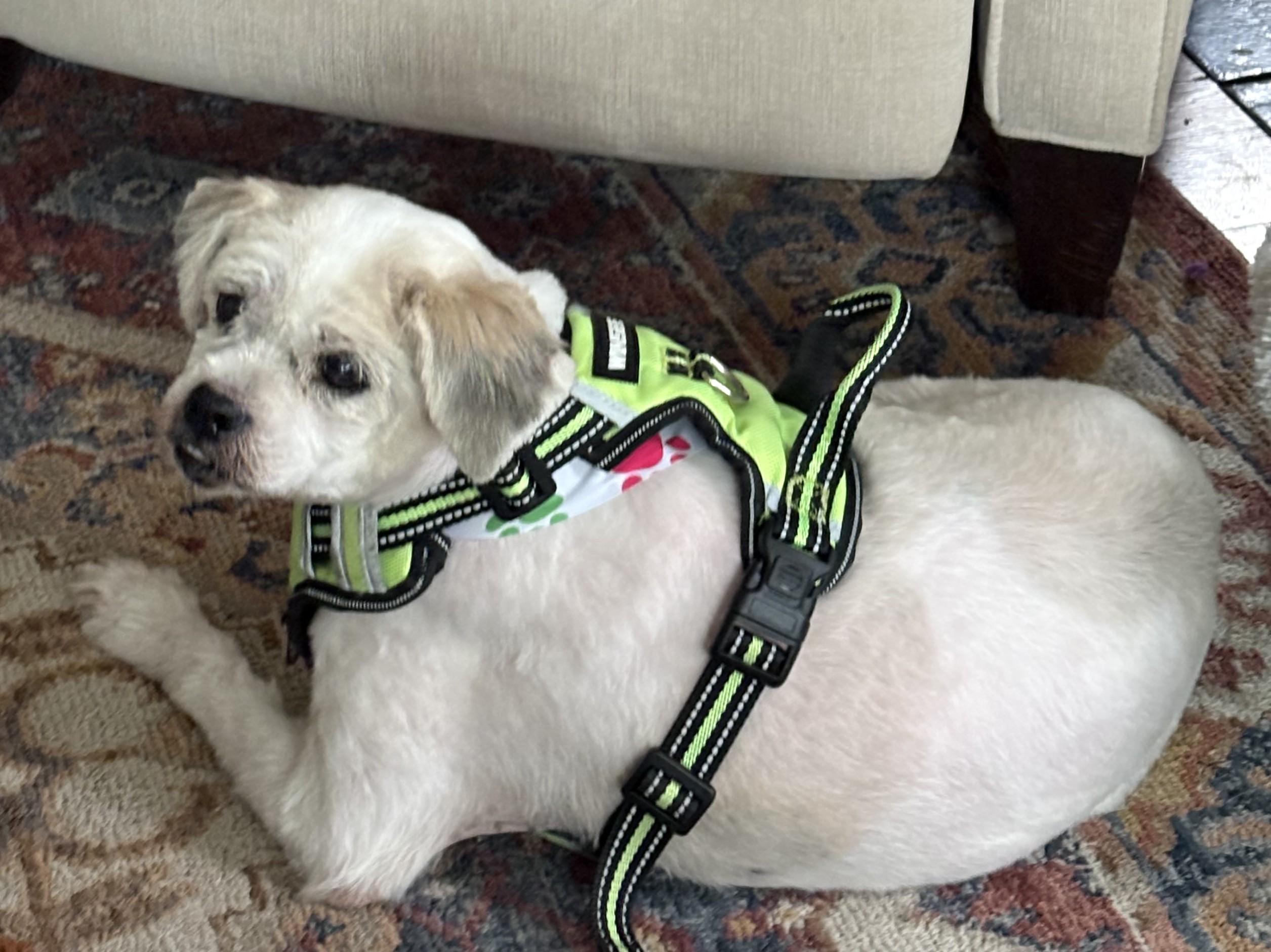 Enlarge Arnold, an adoptable mixed breed in Palatine, IL image 5/5