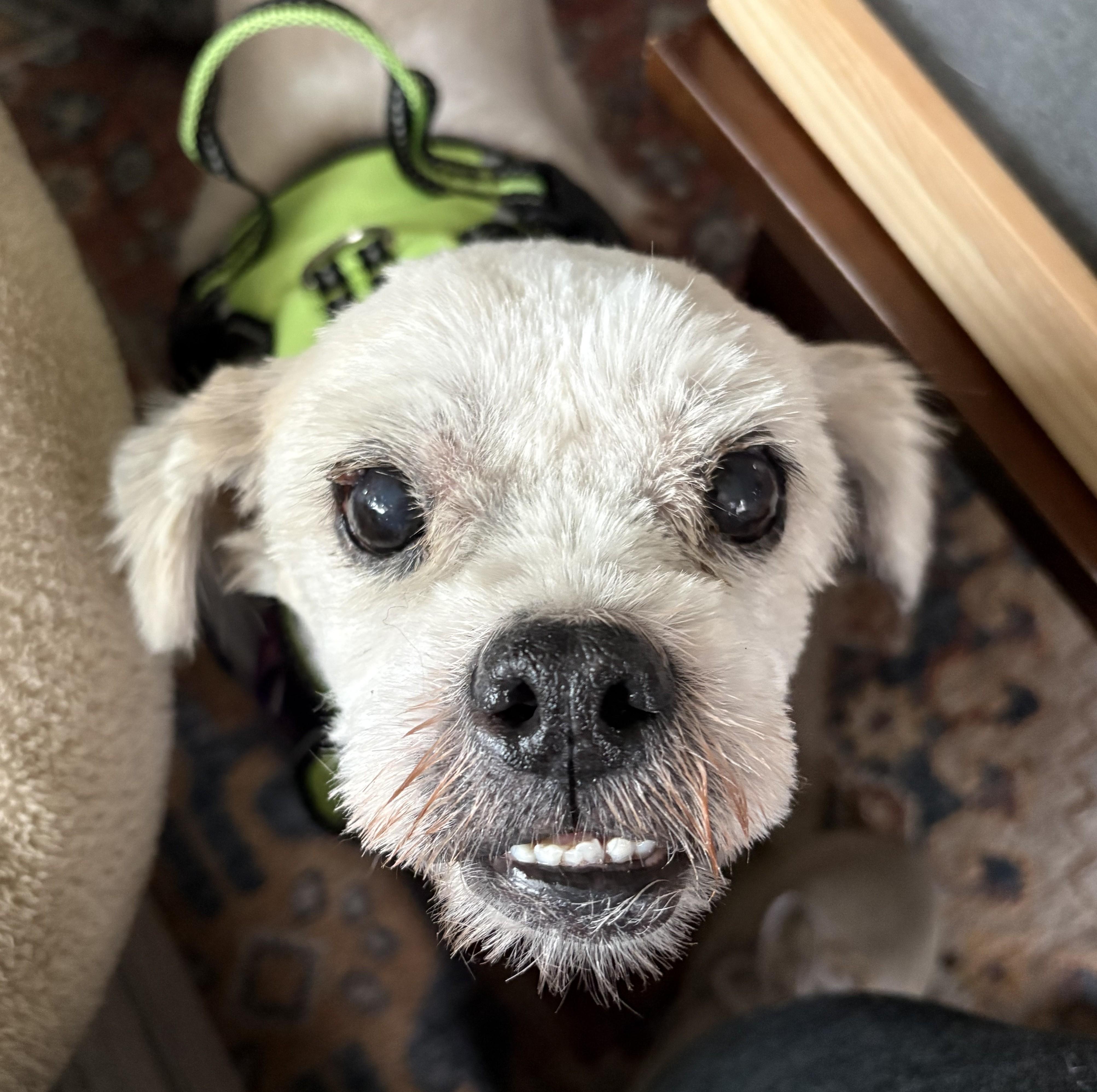 Arnold, adoptable, Senior Male Spaniel & Mixed Breed.