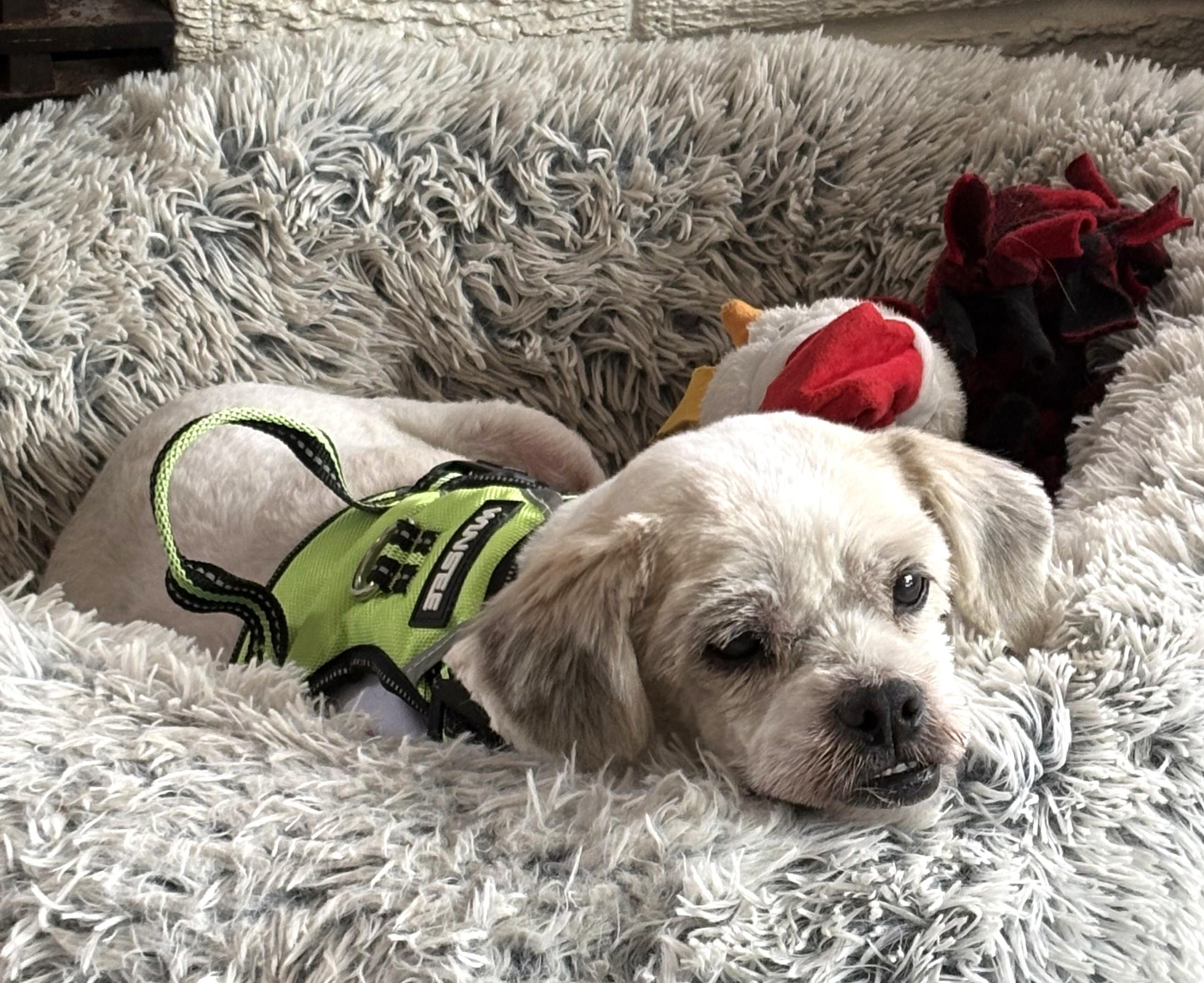 Enlarge Arnold, an adoptable mixed breed in Palatine, IL image 4/5