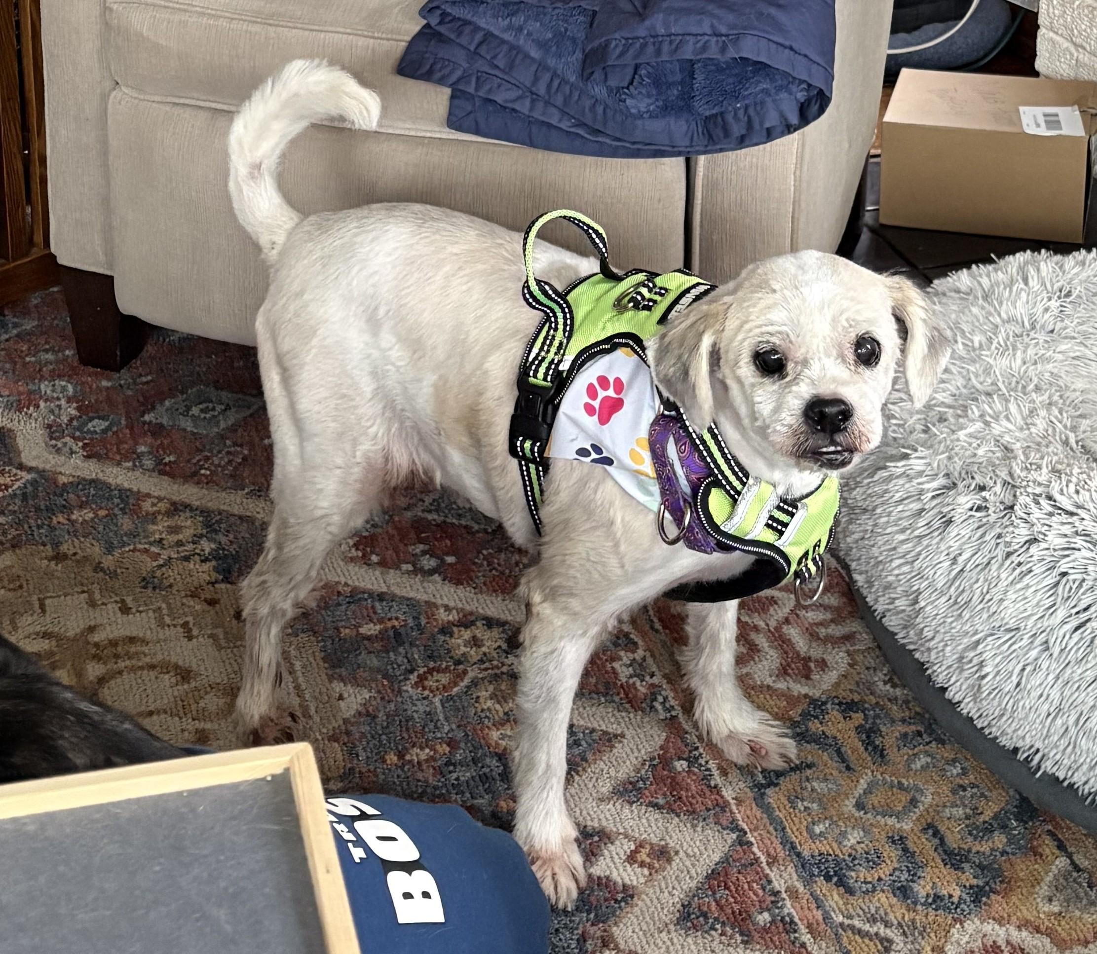 Enlarge Arnold, an adoptable mixed breed in Palatine, IL image 2/5
