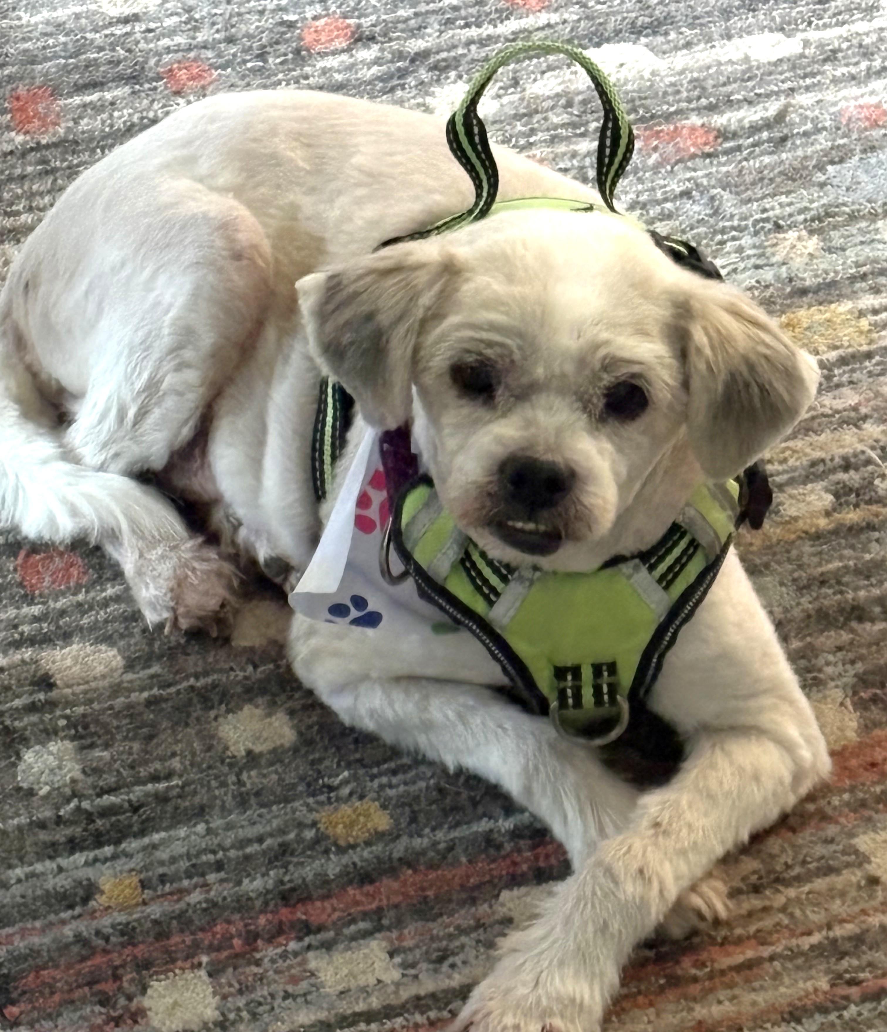 Enlarge Arnold, an adoptable mixed breed in Palatine, IL image 3/5