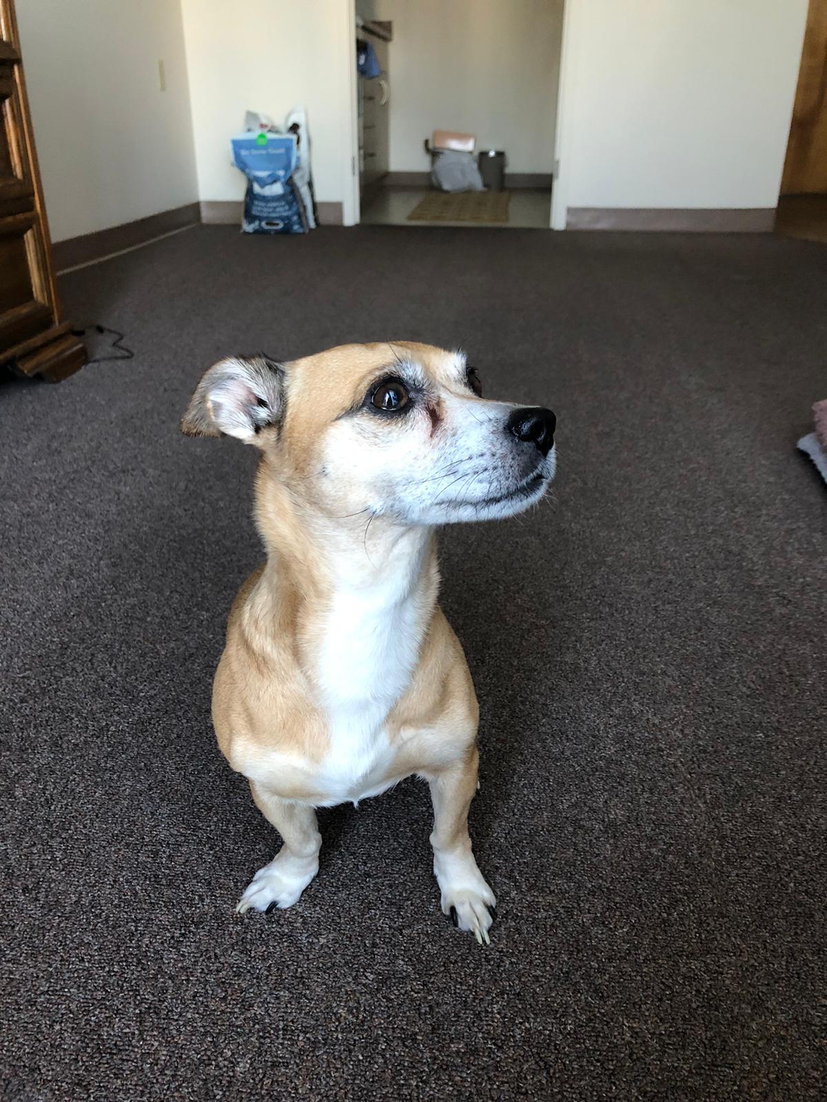 Harley Quinn, a ADOPTABLE mixed breed in Richmond Hill, ON image 6/6