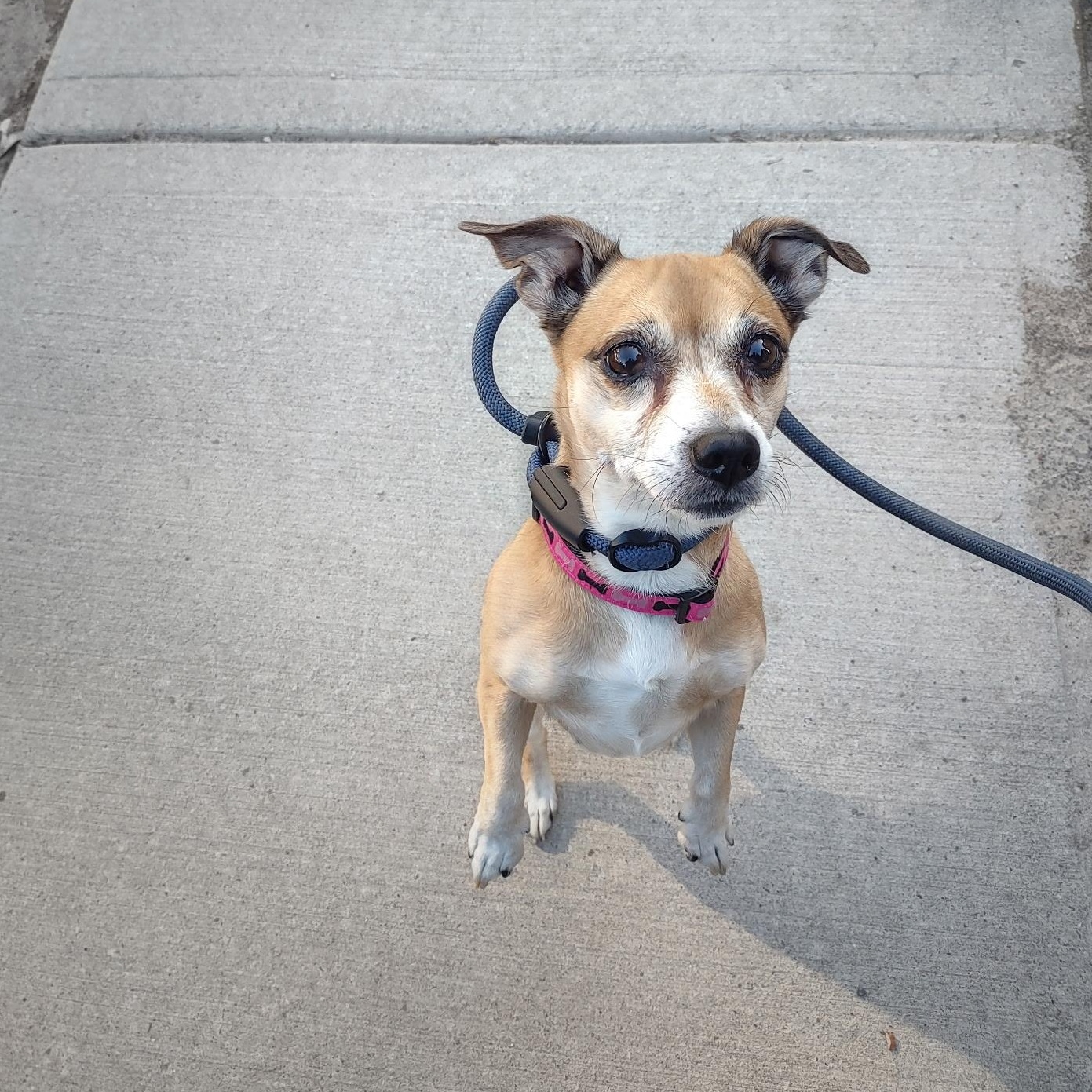 Harley Quinn, a ADOPTABLE mixed breed in Richmond Hill, ON image 2/6