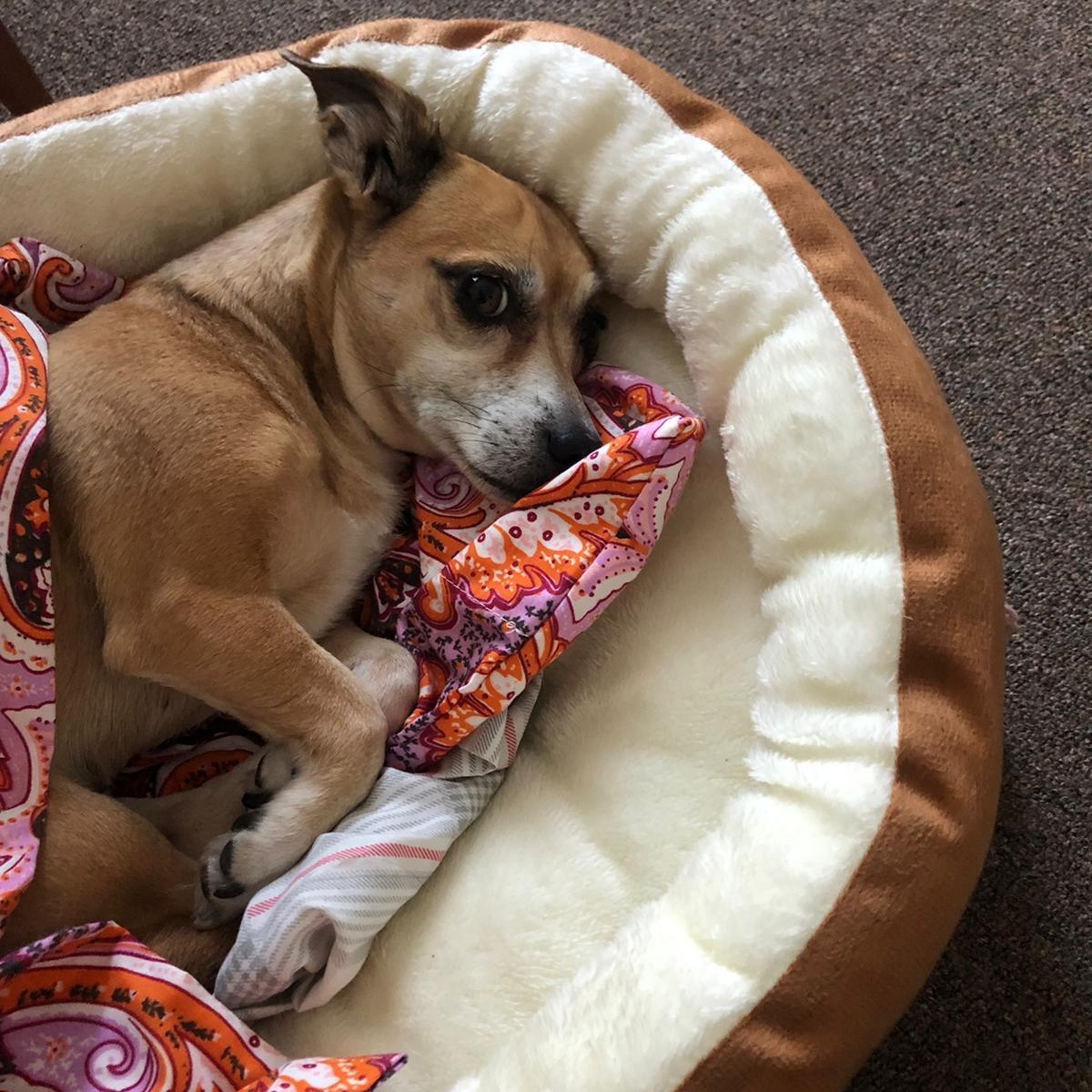 Harley Quinn, ADOPTABLE, Adult Female Chihuahua & Dachshund.
