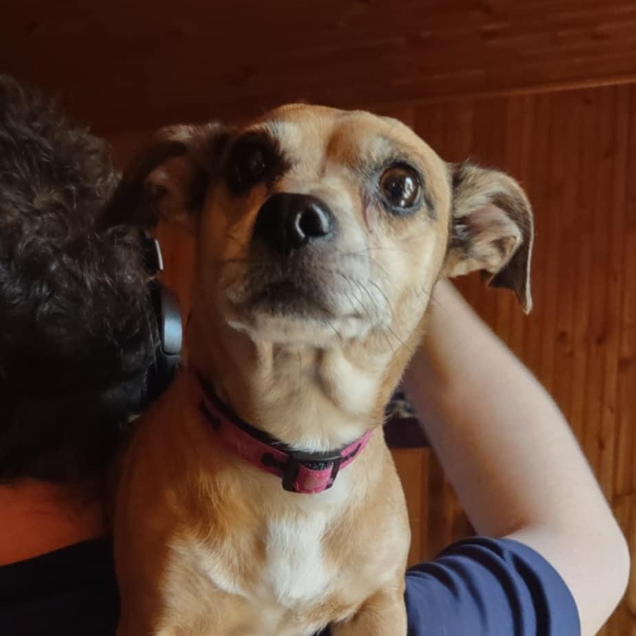 Harley Quinn, a ADOPTABLE mixed breed in Richmond Hill, ON image 5/6