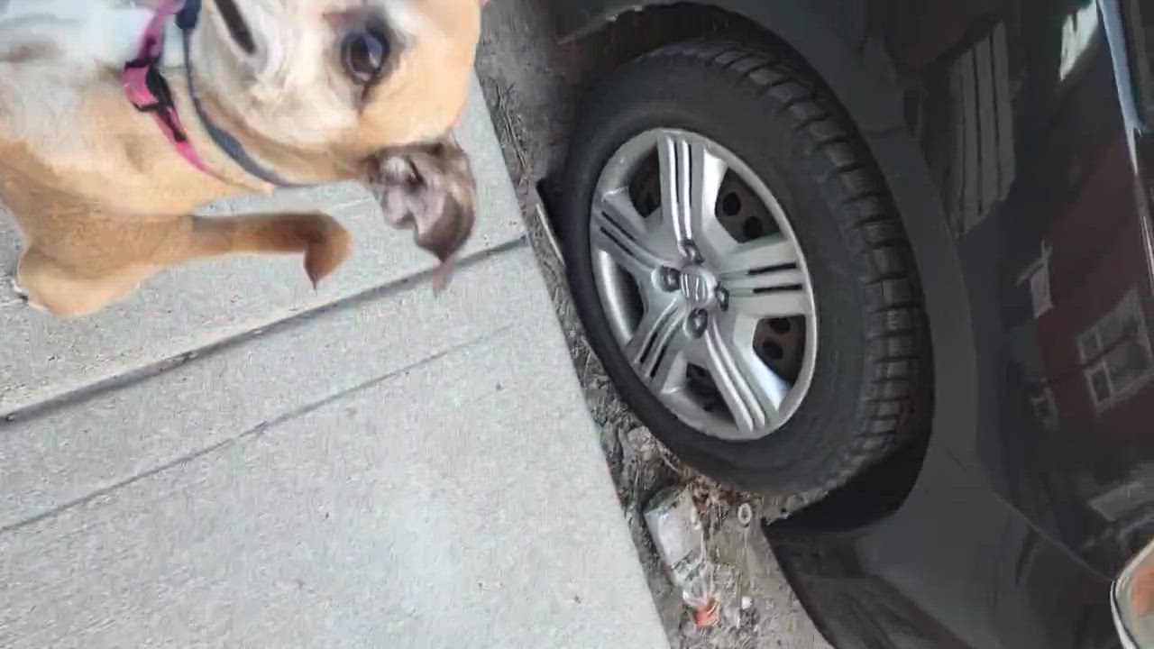 Enlarge Harley Quinn, a ADOPTABLE mixed breed in Richmond Hill, ON video 3/6