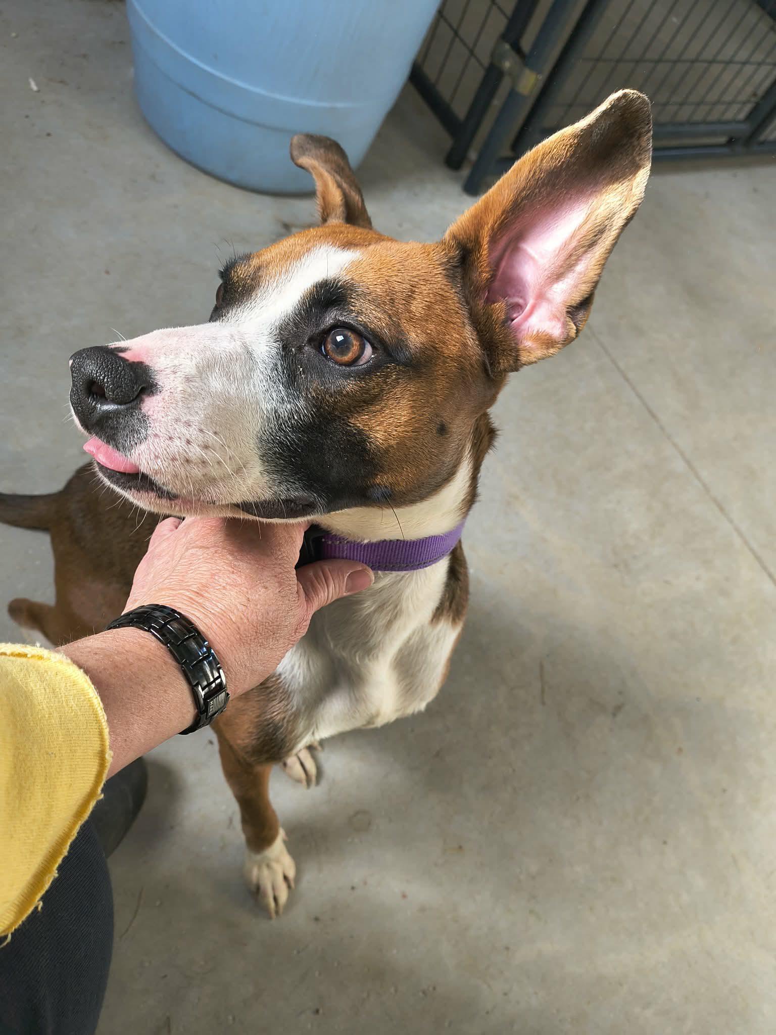 Bella, Adoptable, Adult Female Terrier & Boxer.