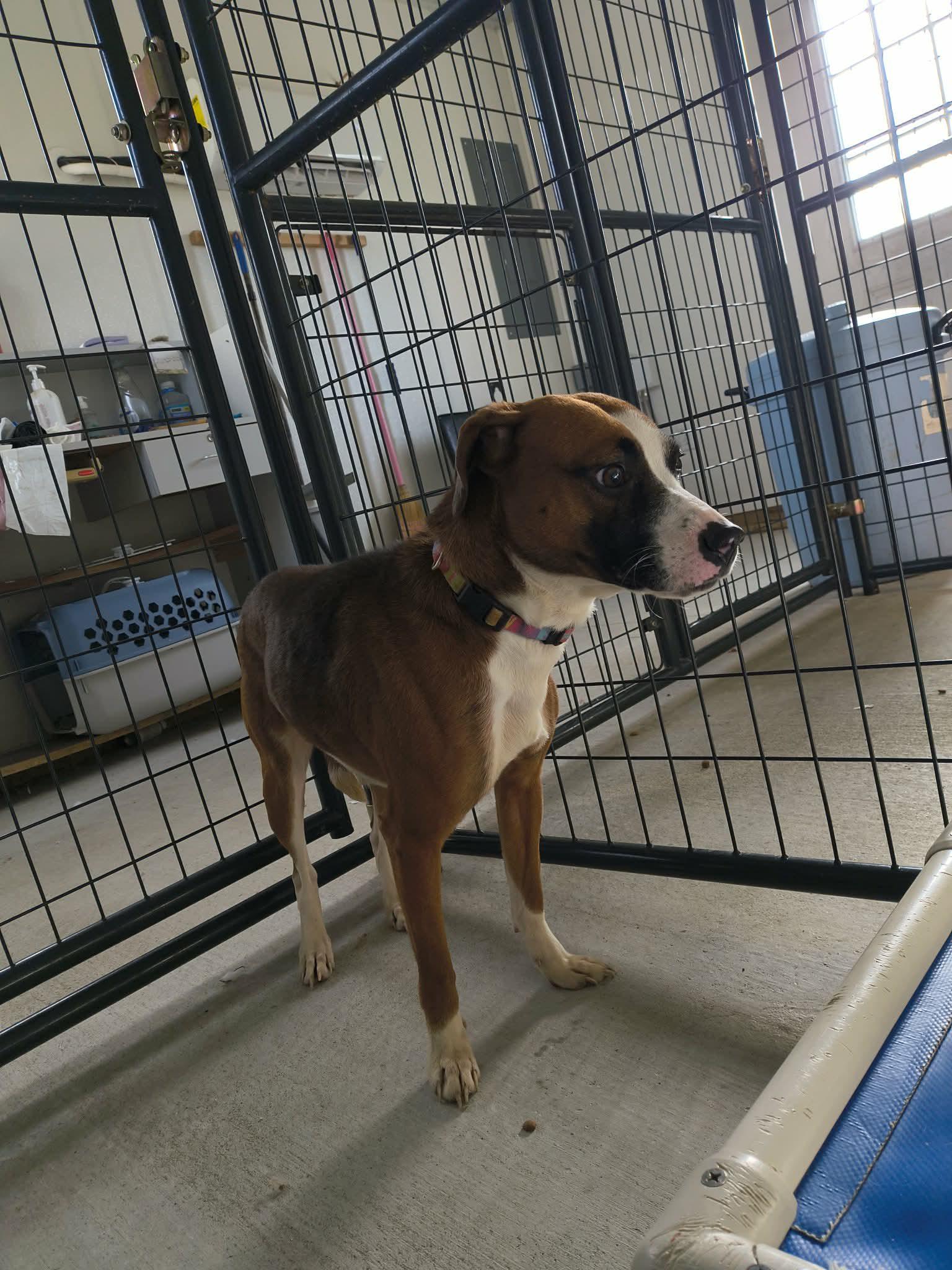 Enlarge Bella, a Adoptable mixed breed in Stover, MO image 2/3