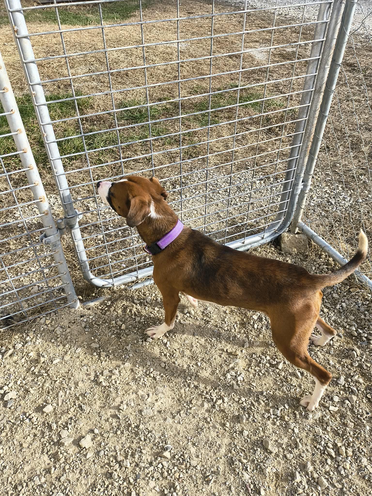 Enlarge Bella, a Adoptable mixed breed in Stover, MO image 3/3