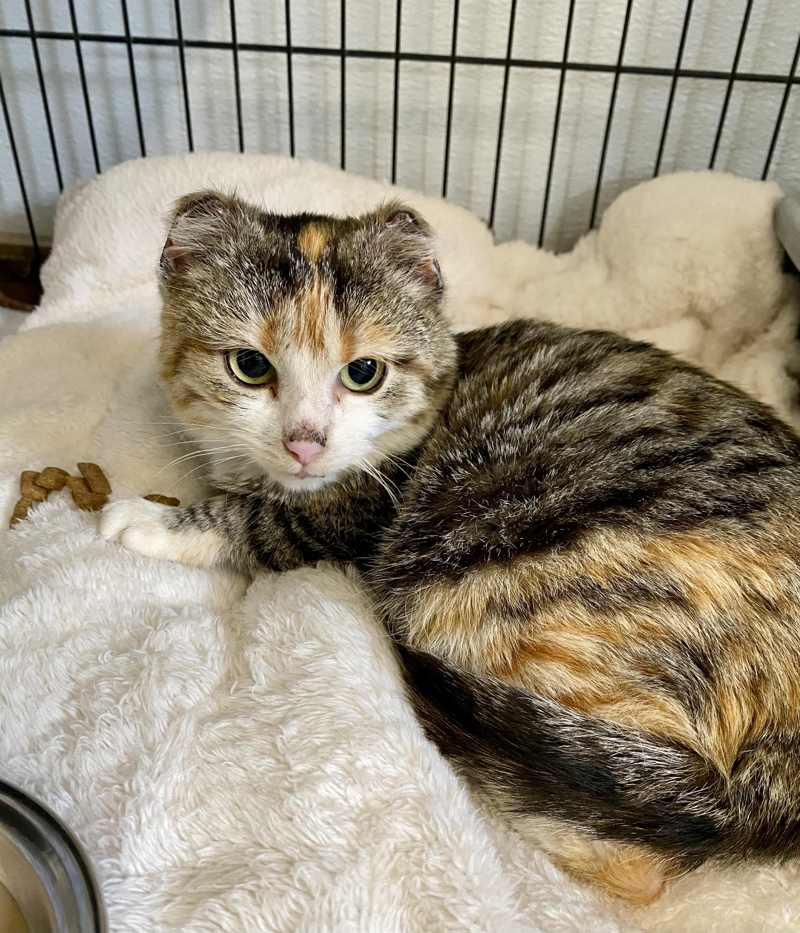 Enlarge Cali, an adopted mixed breed in Fredericksburg, OH image 3/4