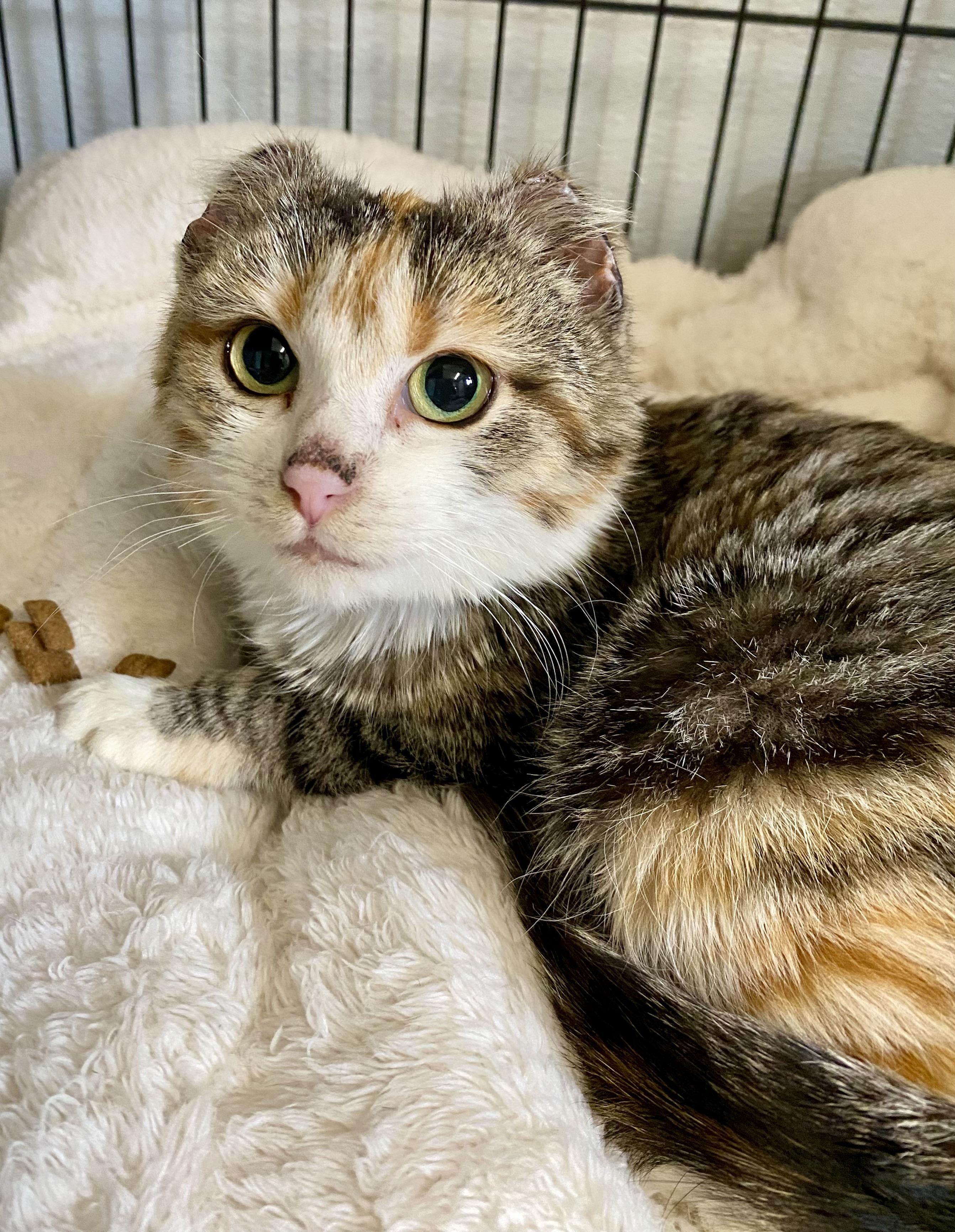 Enlarge Cali, an adopted mixed breed in Fredericksburg, OH image 2/4