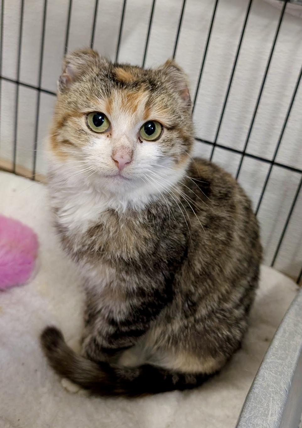 Enlarge Cali, an adopted mixed breed in Fredericksburg, OH image 1/4