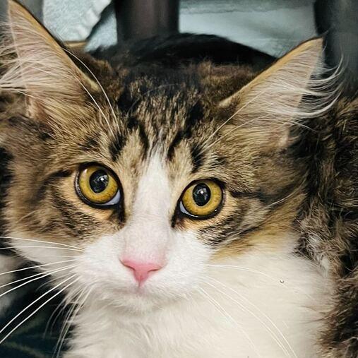 Mocha, Adoptable, Young Male Domestic Medium Hair.