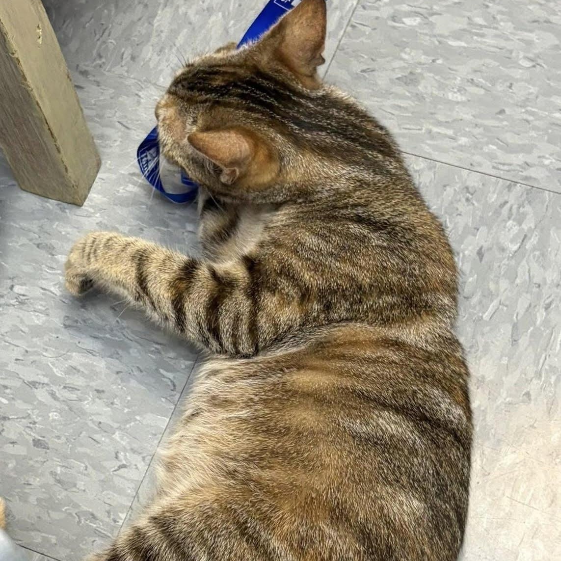 Enlarge Marmalade is the friendliest young torbie kitty, an adopted Torbie in Marlton, NJ image 3/5