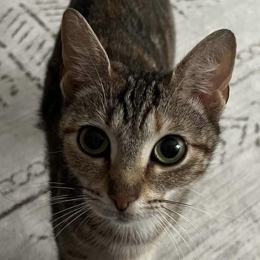 Enlarge Marmalade is the friendliest young torbie kitty, an adopted Torbie in Marlton, NJ image 4/5