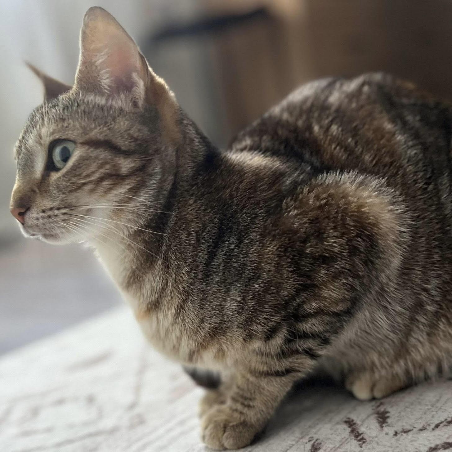 Enlarge Marmalade is the friendliest young torbie kitty, an adopted Torbie in Marlton, NJ image 2/5