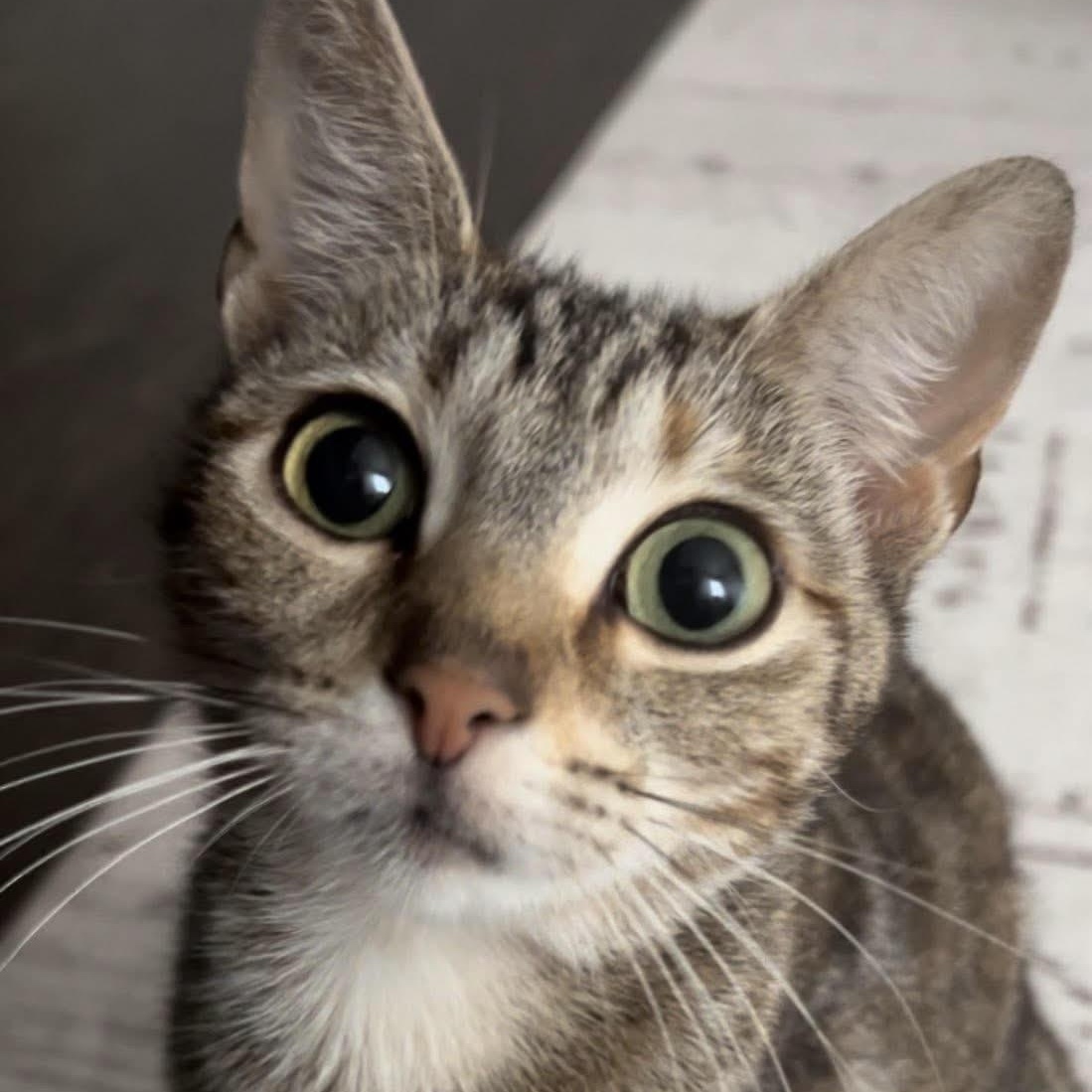 Marmalade is the friendliest young torbie kitty, adopted, Kitten Female Torbie.