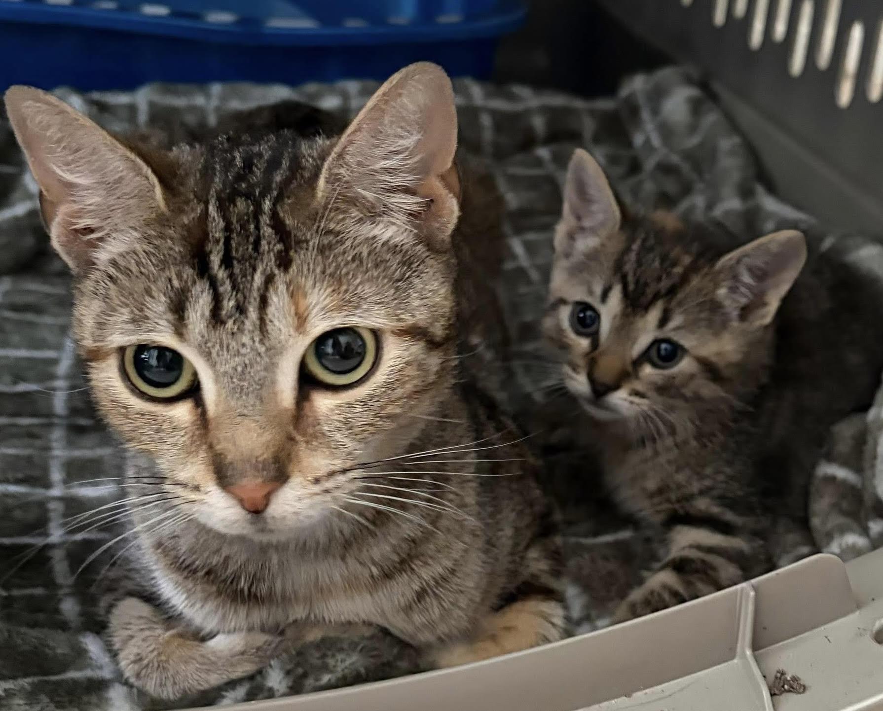 Enlarge Marmalade is the friendliest young torbie kitty, an adopted Torbie in Marlton, NJ image 5/5