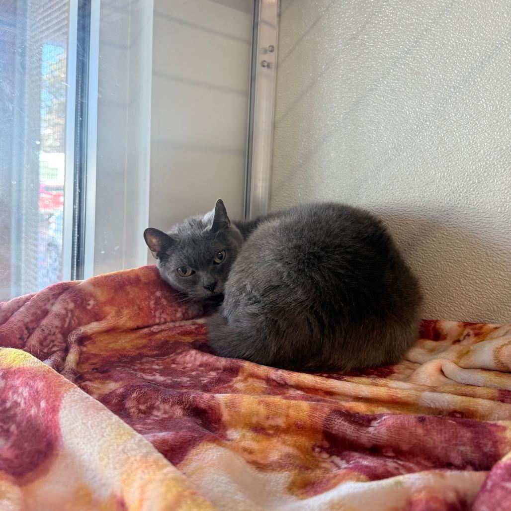 Lunar, Adoptable, Senior Female Domestic Short Hair.