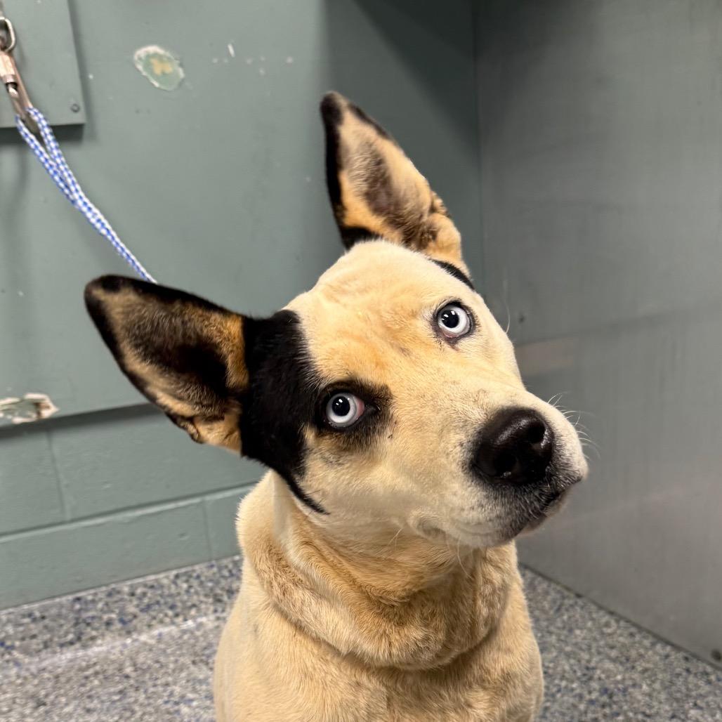 Enlarge Layla, a Adoptable mixed breed in Greenville, SC image 1/6