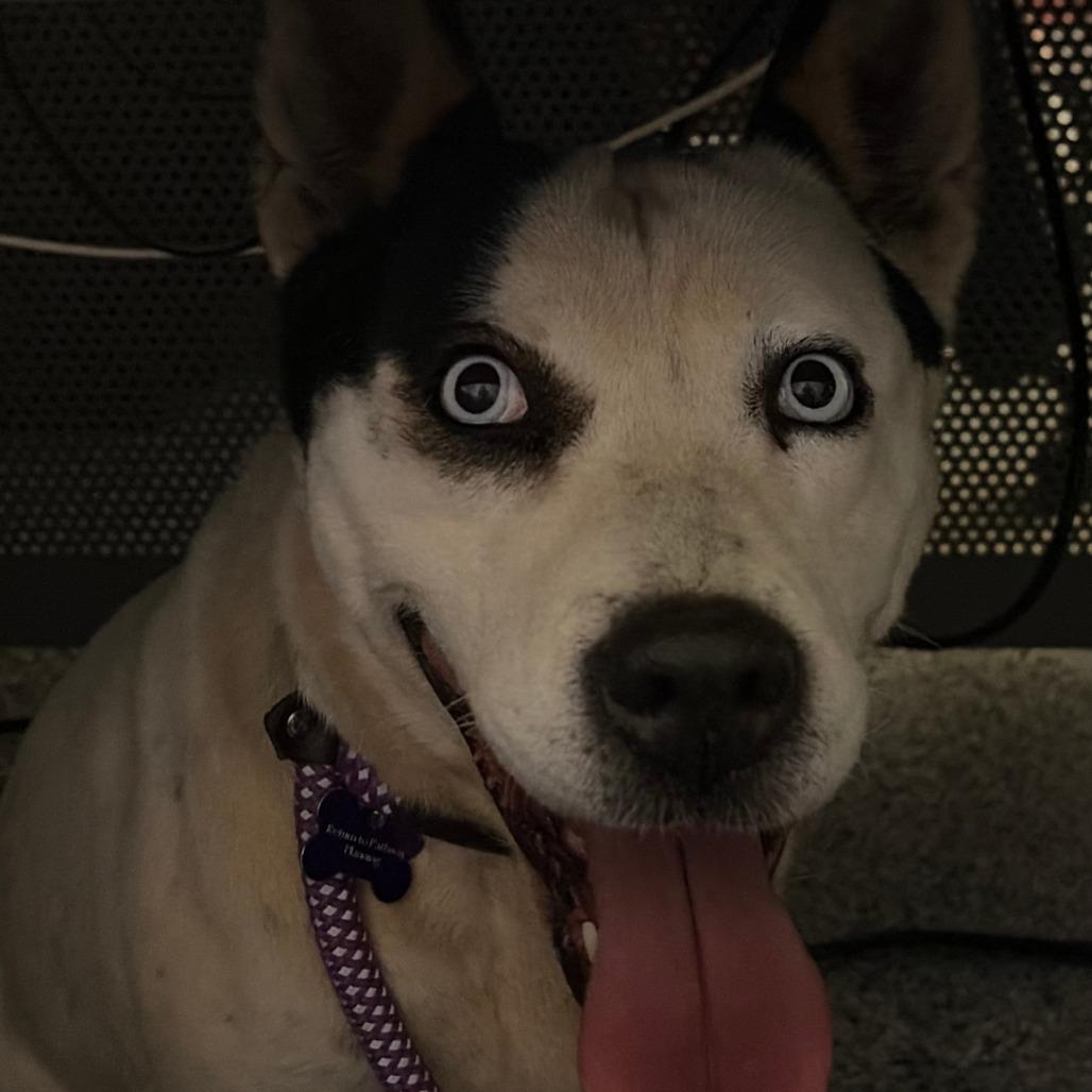 Enlarge Layla, a Adoptable mixed breed in Greenville, SC image 4/6