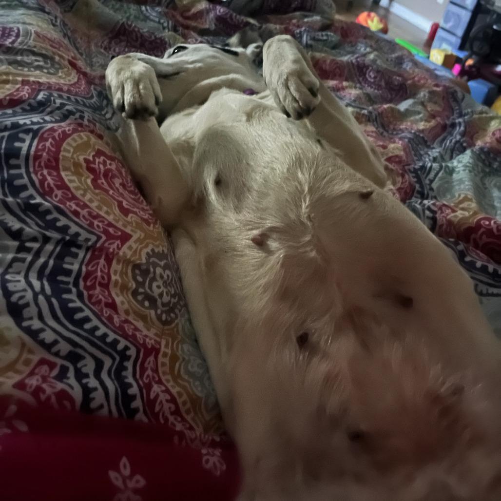 Enlarge Layla, a Adoptable mixed breed in Greenville, SC image 6/6