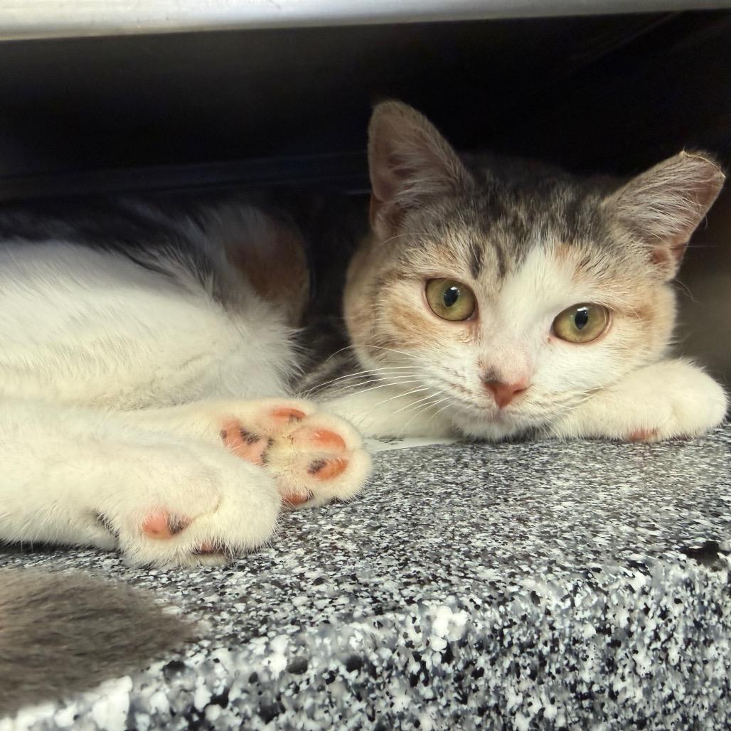 Romy (Working Cat), Adoptable, Kitten Female Domestic Short Hair.