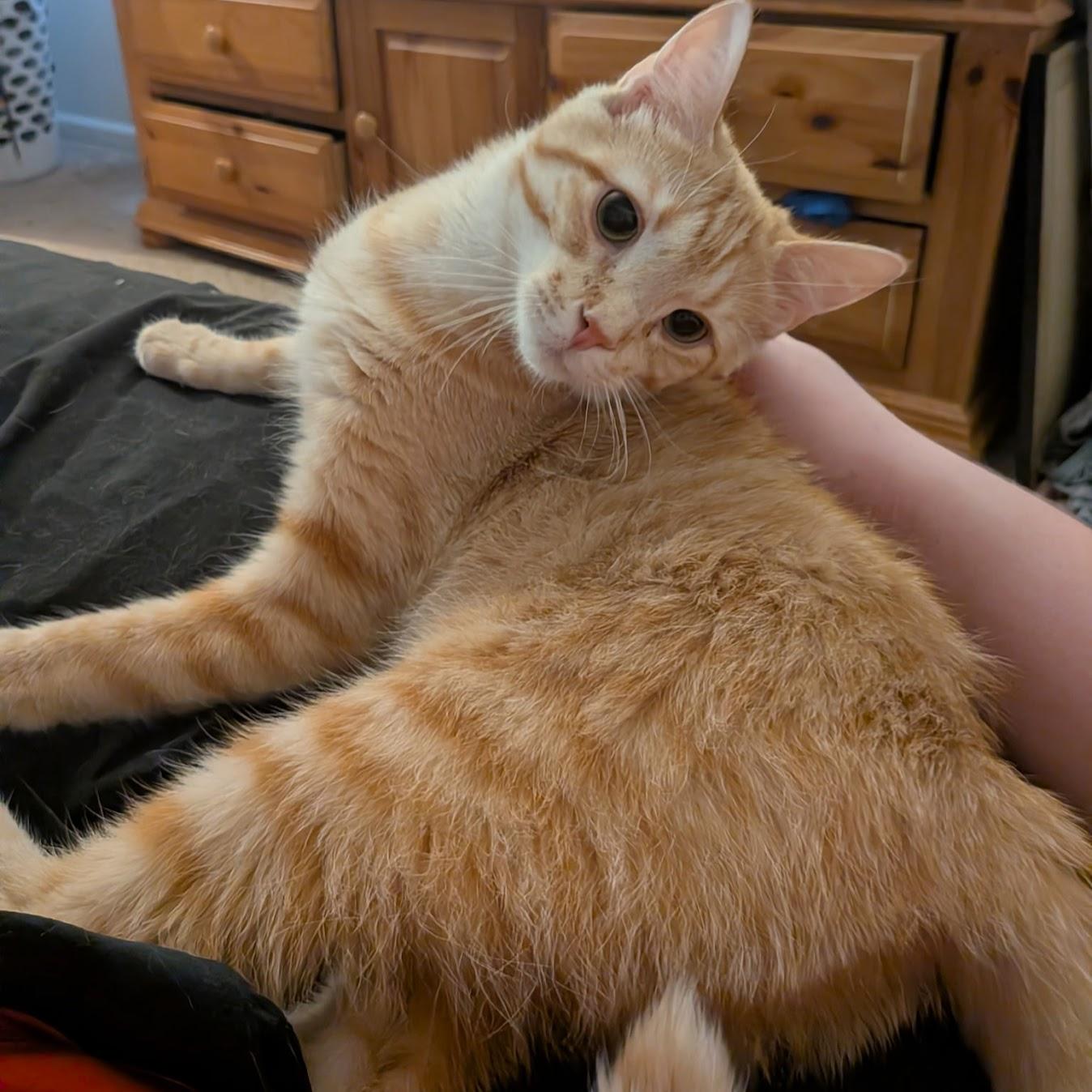 Sunrise, Adoptable, Adult Male Domestic Short Hair & Tabby.