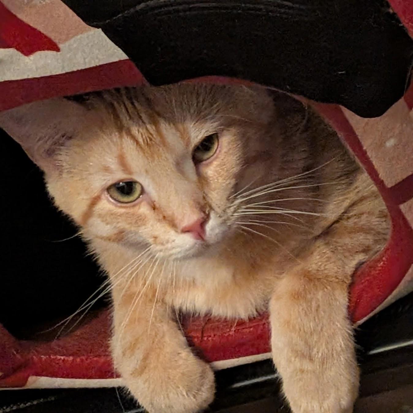 Enlarge Sunrise, a Adoptable mixed breed in Norwood, OH image 2/2