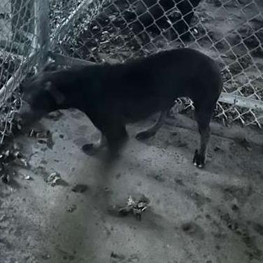 ELM 23, Adoptable, Adult Female Mixed Breed.