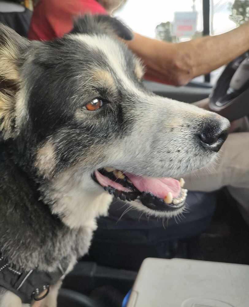 Petey TN, Adoptable, Adult Male Australian Shepherd.