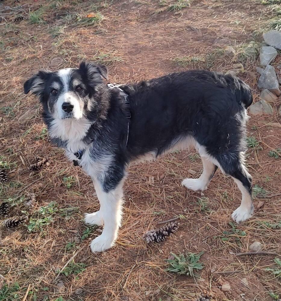 Enlarge Petey TN, a Adoptable mixed breed in Ontario, CA image 3/6