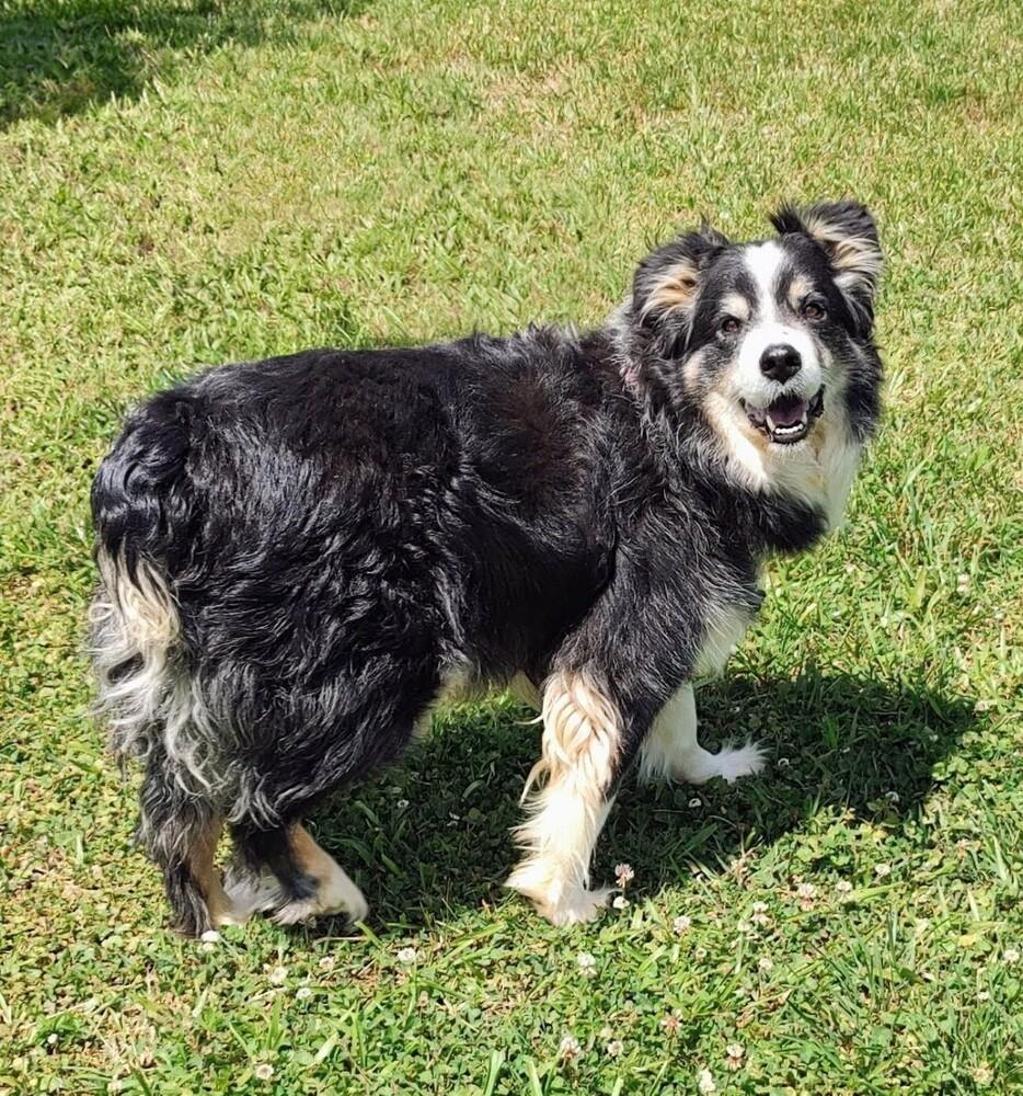 Enlarge Petey TN, a Adoptable mixed breed in Soddy Daisy, TN image 2/6
