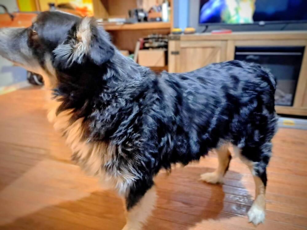 Enlarge Petey TN, a Adoptable mixed breed in Ontario, CA image 4/6