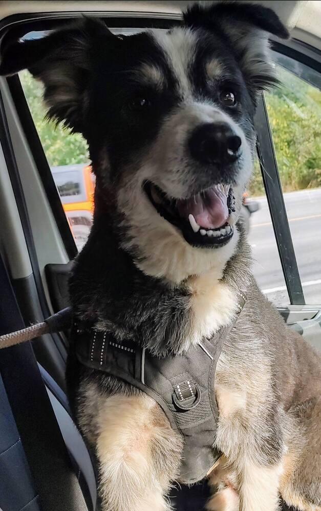 Enlarge Petey TN, a Adoptable mixed breed in Ontario, CA image 5/6