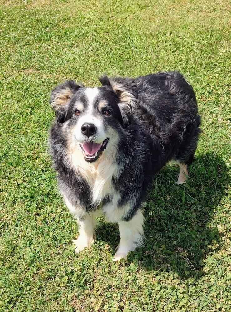 Enlarge Petey TN, a Adoptable mixed breed in Soddy Daisy, TN image 4/6